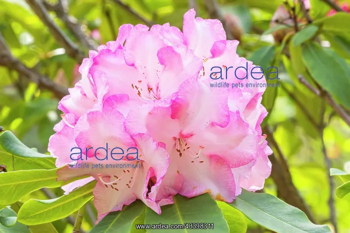 : Rhododendron Lem's Monarch, flowers : Rhododendron Lem's Monarch, flowers