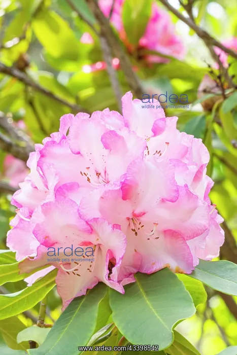 : Rhododendron Lem's Monarch, flowers : Rhododendron Lem's Monarch, flowers
