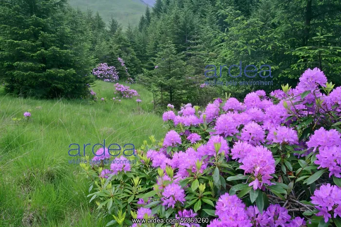 : Rhododendron - lilac coloured shrubs on forest clearing : Rhododendron - lilac coloured shrubs on forest clearing