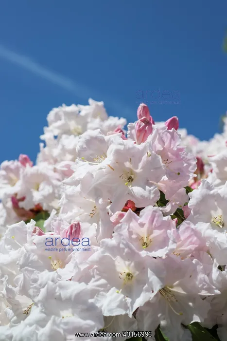 : Rhododendron Loderi pink diamond, Close view of : Rhododendron Loderi pink diamond, Close view of