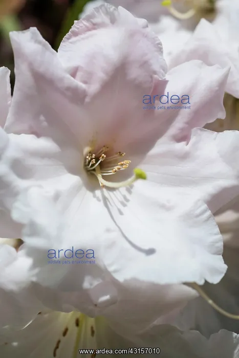 : Rhododendron Loderi pink diamond, Close view of : Rhododendron Loderi pink diamond, Close view of
