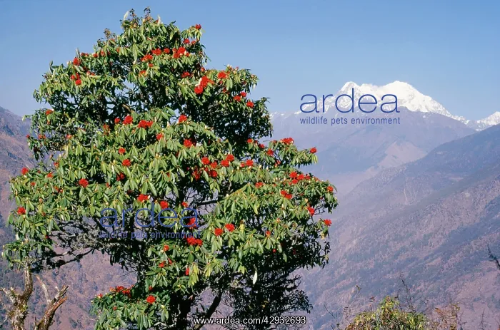  : Rhododendron - with Mount Langtang in the background