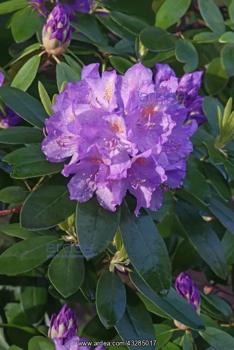 : Rhododendron, Mountain rosebay, Rhododendron catawbiense : Rhododendron, Mountain rosebay, Rhododendron catawbiense