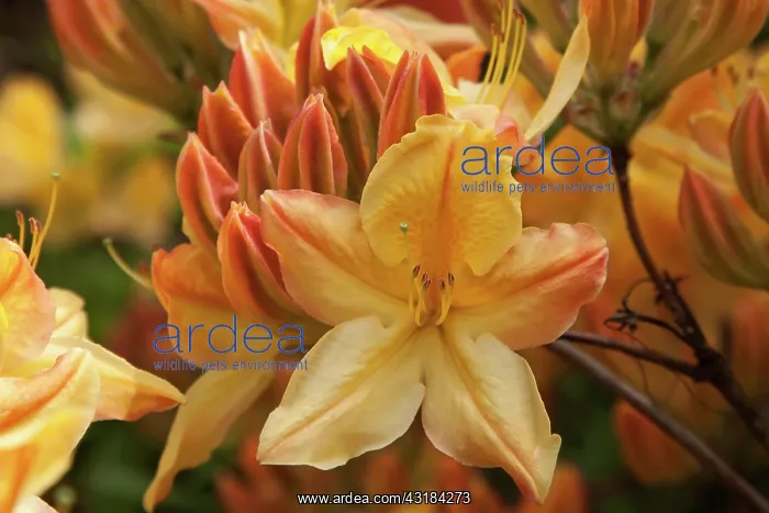 : Rhododendron Mrs Oliver Slocock, Front view of : Rhododendron Mrs Oliver Slocock, Front view of