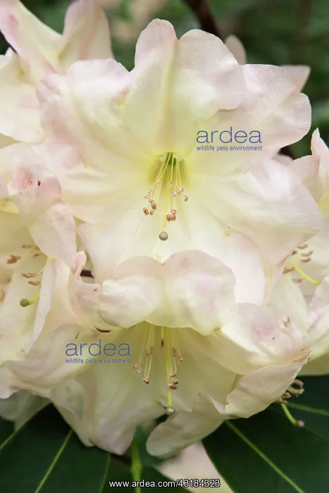 : Rhododendron New Comet'm Close view of a cluster : Rhododendron New Comet'm Close view of a cluster