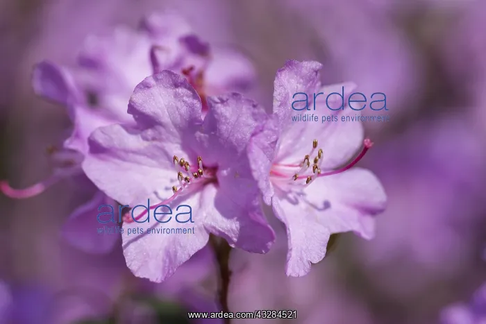 : Rhododendron Praecox, Rhododendron Praecox : Rhododendron Praecox, Rhododendron Praecox