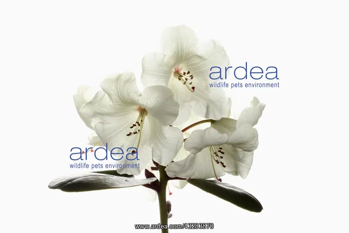 : Rhododendron, Rhododendron cultivar, White subject : Rhododendron, Rhododendron cultivar, White subject