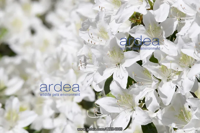 : Rhododendron, Rhododendron cultivar, White subject : Rhododendron, Rhododendron cultivar, White subject