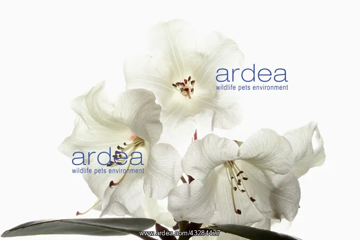 : Rhododendron, Rhododendron cultivar, White subject : Rhododendron, Rhododendron cultivar, White subject