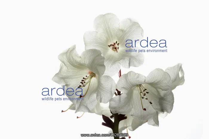 : Rhododendron, Rhododendron cultivar, White subject : Rhododendron, Rhododendron cultivar, White subject