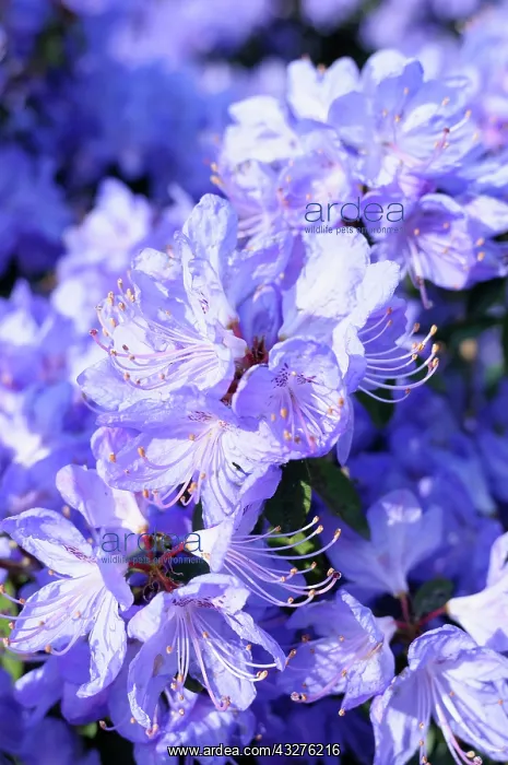 : Rhododendron, Rhododendron Hydon Rodney, Mauve : Rhododendron, Rhododendron Hydon Rodney, Mauve