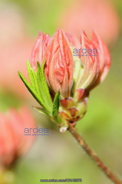 : Rhododendron, Rhododendron Koningin Emma, Close up of red : Rhododendron, Rhododendron Koningin Emma, Close up of red