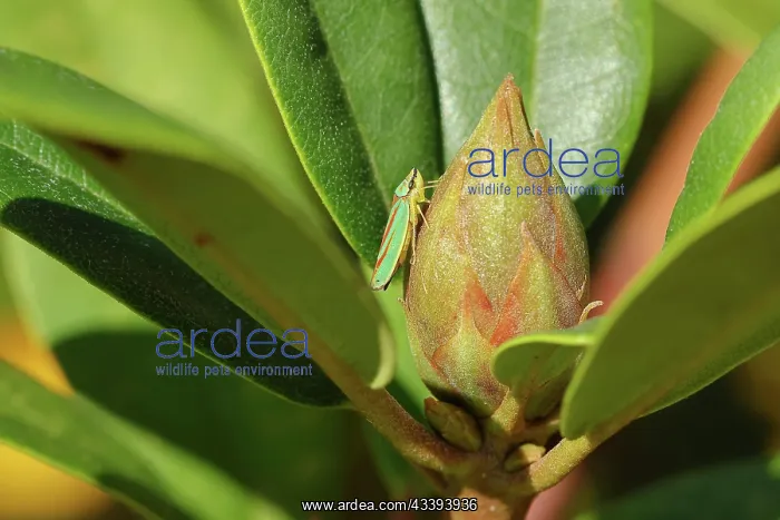 : Rhododendron (Rhododendron) leafhopper (Graphoce : Rhododendron (Rhododendron) leafhopper (Graphoce