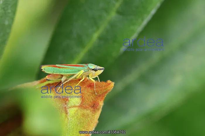 : Rhododendron (Rhododendron) leafhopper (Graphocephala : Rhododendron (Rhododendron) leafhopper (Graphocephala