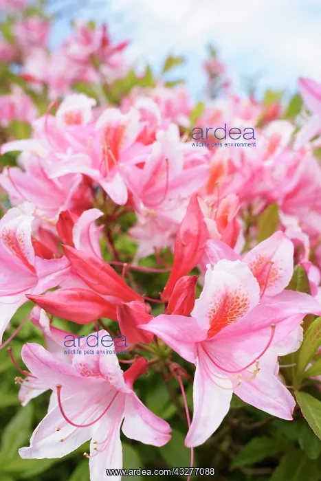 : Rhododendron, Rhododendron Pink Pearl, Rhododendron : Rhododendron, Rhododendron Pink Pearl, Rhododendron