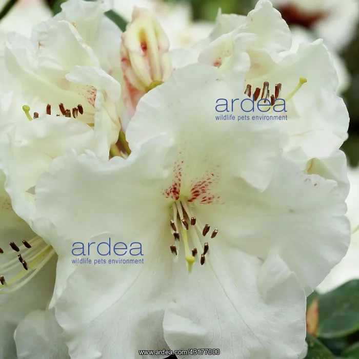 : Rhododendron Rothenburg, Close view of a cluster : Rhododendron Rothenburg, Close view of a cluster