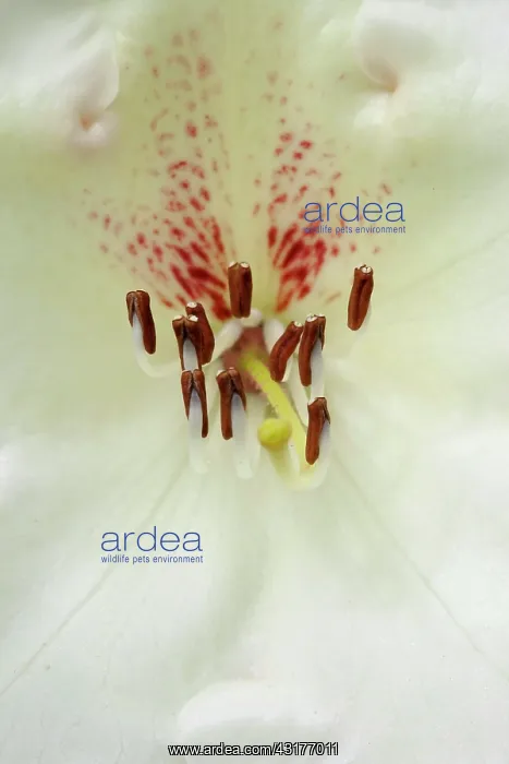 : Rhododendron Rothenburg, Close view of a cluster : Rhododendron Rothenburg, Close view of a cluster