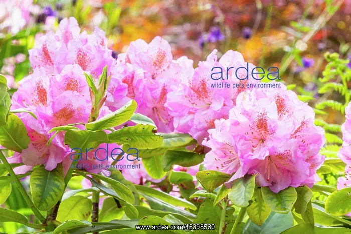: Rhododendron Scintillation, flowers : Rhododendron Scintillation, flowers