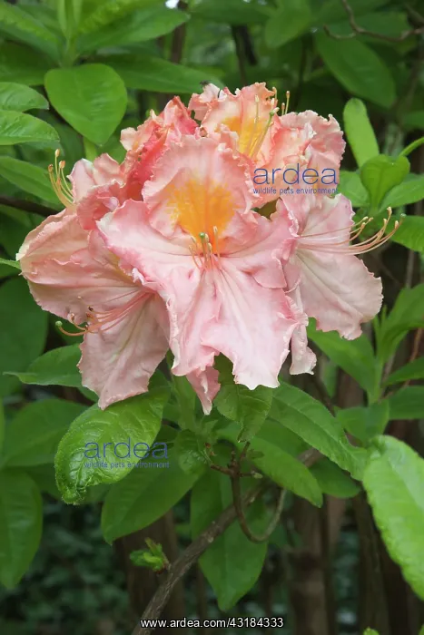 : Rhododendron Strawberry Ice, Front view of one : Rhododendron Strawberry Ice, Front view of one