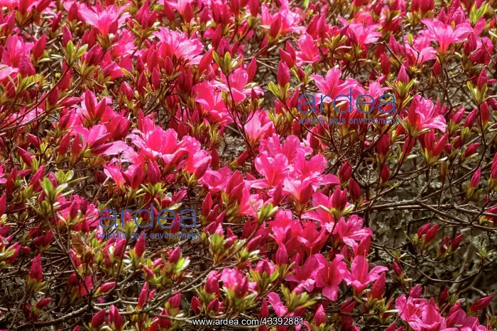 : Rhododendron subgenus Azaleastrum : Rhododendron subgenus Azaleastrum