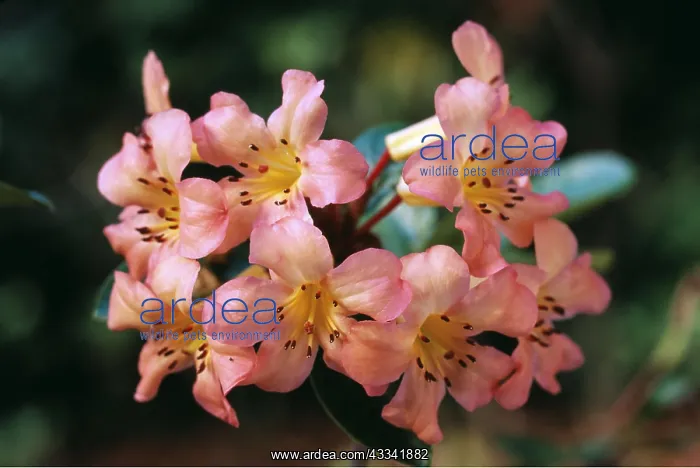 : Rhododendron vireya - In flower : Rhododendron vireya - In flower