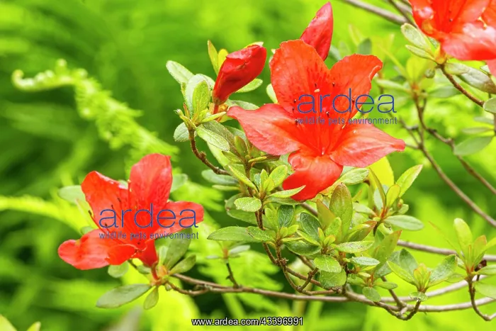 : Rhododendron Vuyk's Rosy Red, Azalea japonica : Rhododendron Vuyk's Rosy Red, Azalea japonica
