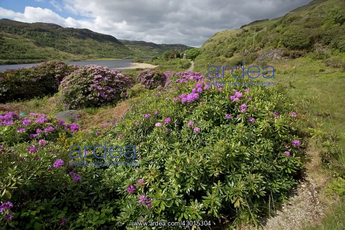  : Rhododendrons