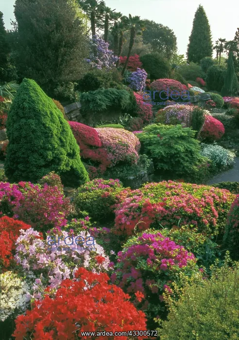 : Rhododendrons in bloom at Leonardslee lakes & : Rhododendrons in bloom at Leonardslee lakes &