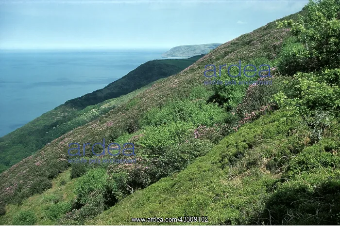  : RHODODENDRONS - Exmoor Coast
