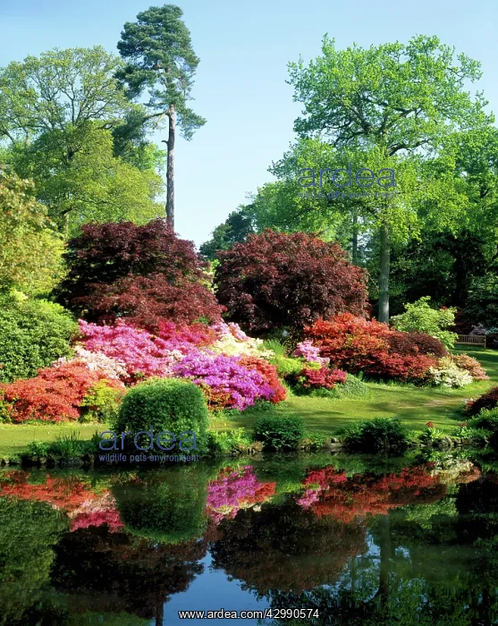 : Rhododendrons Flowers - Reflections of the Rhododendrons in : Rhododendrons Flowers - Reflections of the Rhododendrons in