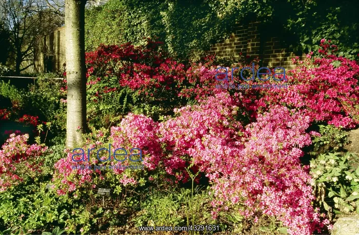 : RHODODENDRONS - mass of pink, foreground Hind-Mayo : RHODODENDRONS - mass of pink, foreground Hind-Mayo