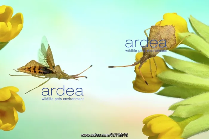 : Rhomb bug (Syromastus rhombeus) on the flower of : Rhomb bug (Syromastus rhombeus) on the flower of