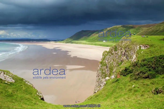 : Rhossili - Beach and Down : Rhossili - Beach and Down