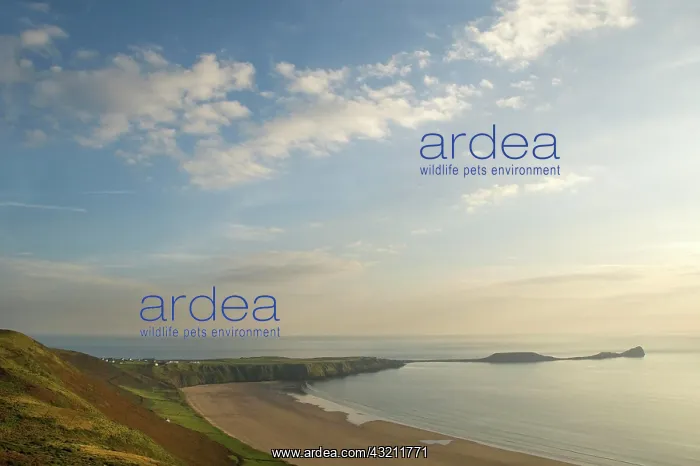 : Rhossili Beach, Worm's Head, Gower Peninsula, Wales : Rhossili Beach, Worm's Head, Gower Peninsula, Wales