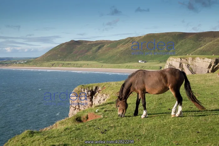  : Rhossili - with Horse grazing near cliff edge