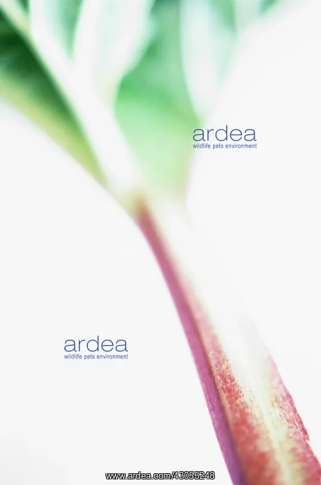 : Rhubarb, Rheum rhabarbarum : Rhubarb, Rheum rhabarbarum
