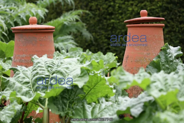 : Rhubarb, Rheum rhabarbarum : Rhubarb, Rheum rhabarbarum