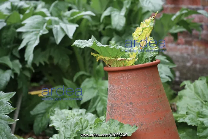 : Rhubarb, Rheum rhabarbarum : Rhubarb, Rheum rhabarbarum