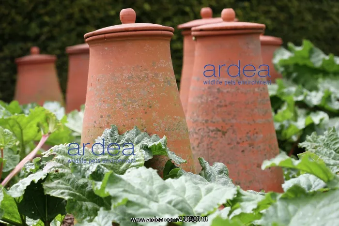 : Rhubarb, Rheum rhabarbarum : Rhubarb, Rheum rhabarbarum