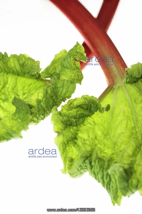 : Rhubarb, Rheum rhabarbarum : Rhubarb, Rheum rhabarbarum