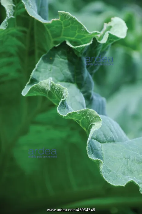 : Rhubarb, Rheum rhabarbarum : Rhubarb, Rheum rhabarbarum