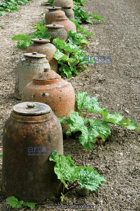 : Rhubarb, Rheum x hybridum Timperley Early : Rhubarb, Rheum x hybridum Timperley Early