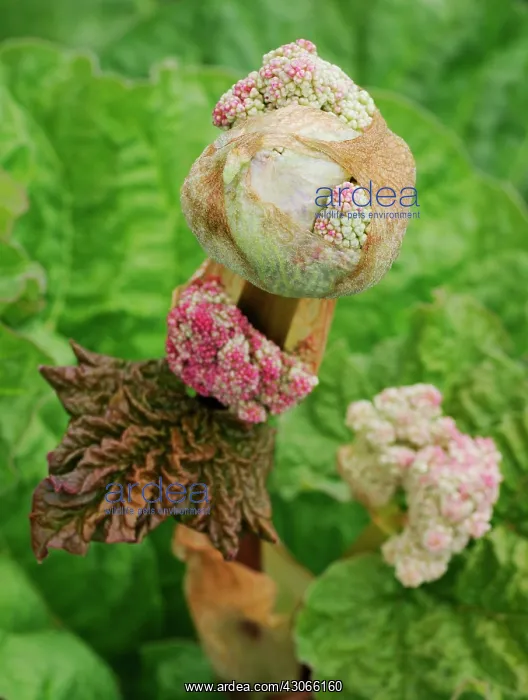 : Rhubarb, Rheum x hybridum Mac Red : Rhubarb, Rheum x hybridum Mac Red