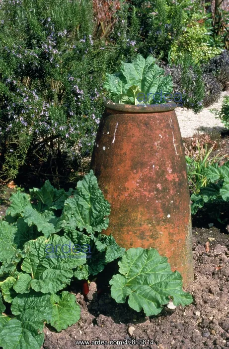 : Rhubarb - grown in pots, forced : Rhubarb - grown in pots, forced
