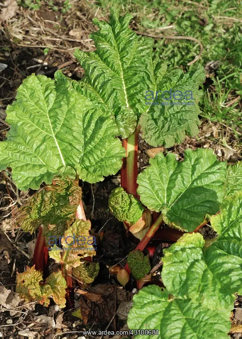: Rhubarb plant in early spring : Rhubarb plant in early spring
