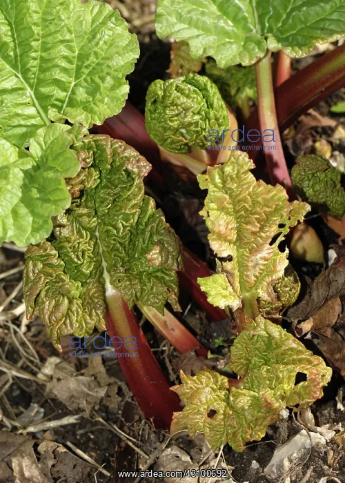 : Rhubarb Plant in Early Spring : Rhubarb Plant in Early Spring