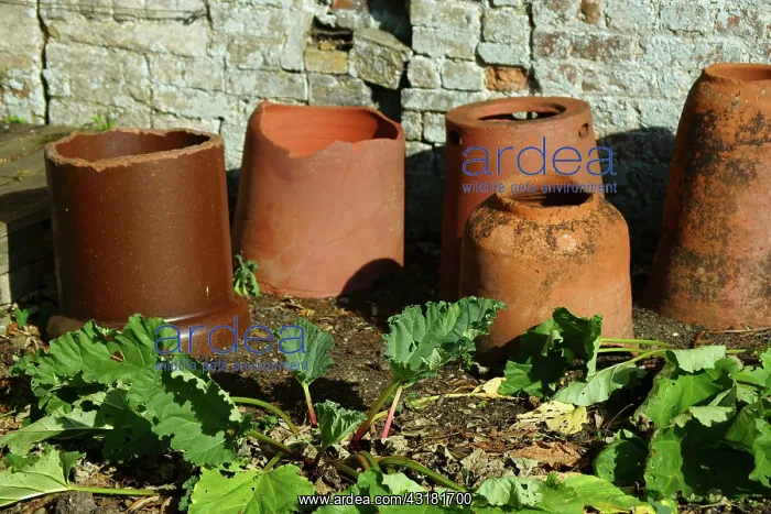 : Rhubarb, Rheum rhabarbarum, Several terracotta forcing : Rhubarb, Rheum rhabarbarum, Several terracotta forcing