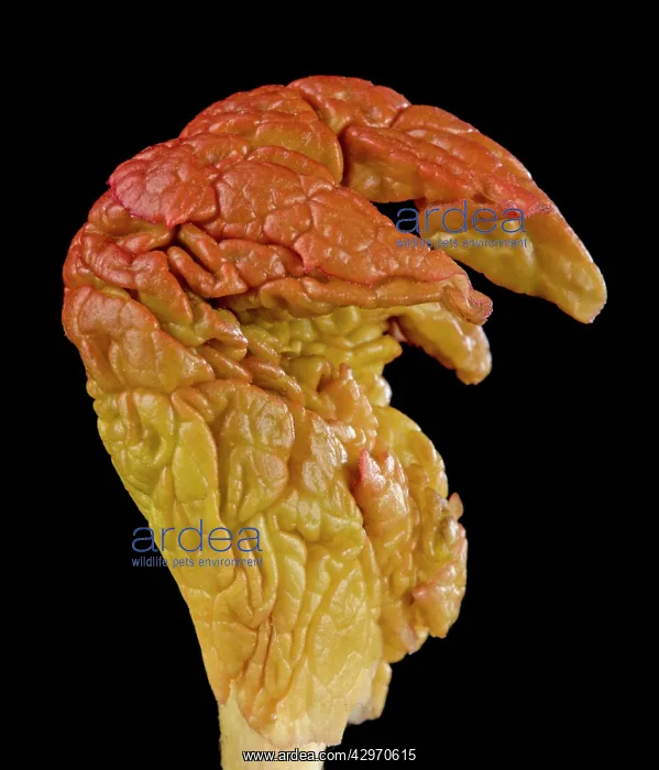 : Rhubarb - unfolding leaf : Rhubarb - unfolding leaf