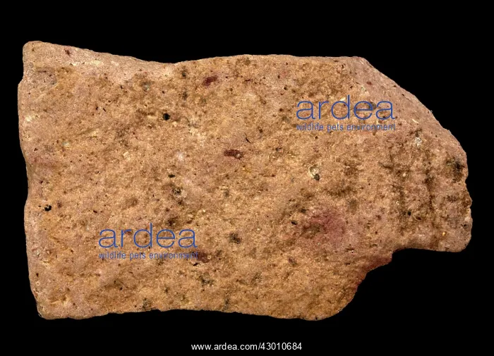 : Rhyolite igneous volcanic rock of felsic (silica-rich) composition : Rhyolite igneous volcanic rock of felsic (silica-rich) composition