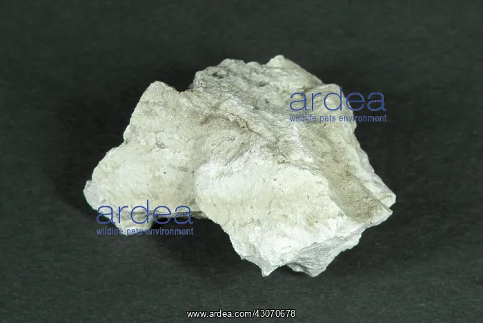 : Rhyolite. Hand sample of Rhyolite, a volcanic : Rhyolite. Hand sample of Rhyolite, a volcanic